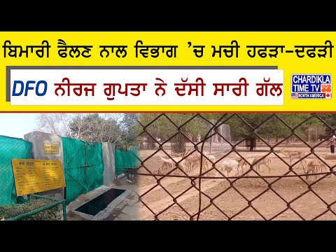 Patiala News: Dear Park 'ਚ 4 ਹਿਰਨਾਂ ਦੀ ਮੌਤ, ਬਿਮਾਰੀ ਫੈਲਣ ਨਾਲ ਵਿਭਾਗ ’ਚ ਮਚੀ ਹਫੜਾ-ਦਫੜੀ