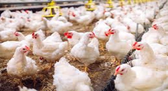 Latest Punjabi News | Poultry farm owners