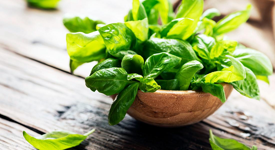 Latest Health News | Basil leaves | Beneficial for digestion