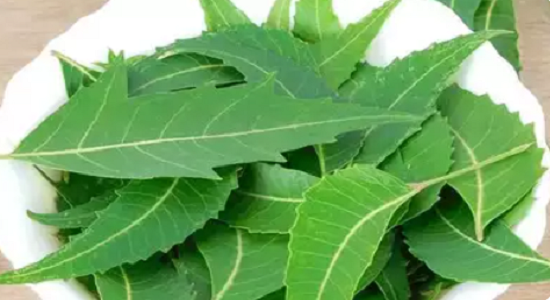 Latest Health News | Chewing neem leaves | Benefits