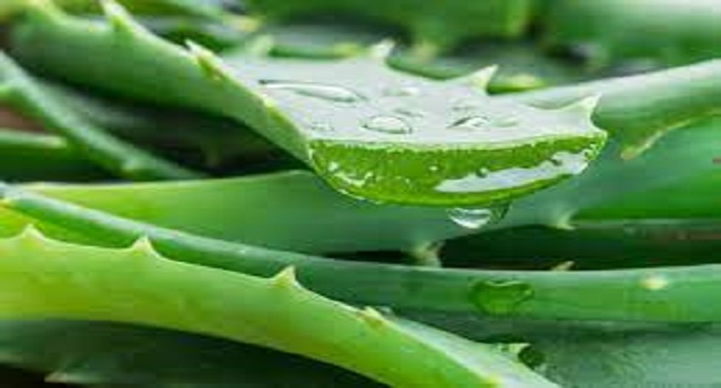 Latest Lifestyle News | Aloe vera gel | Health