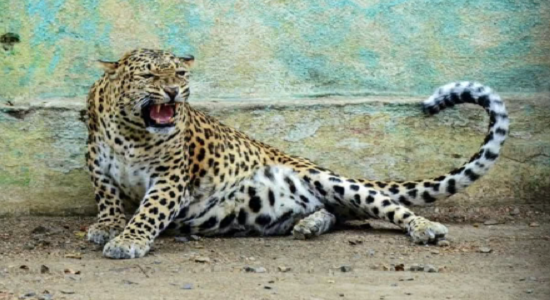 Latest UP News |Baghpat Distric | Leopards|