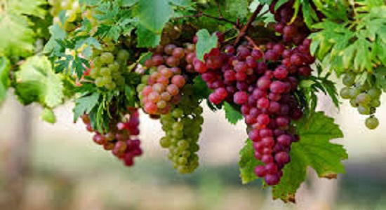 Latest Health News | British scientists | Grape juice and wine