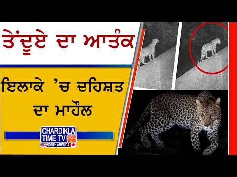 ਤੇਂਦੂਏ ਦਾ ਆਤੰਕ, ਇਲਾਕੇ ’ਚ ਦਹਿਸ਼ਤ ਦਾ ਮਾਹੌਲ | Nangal News