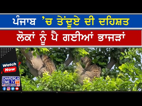 Leopard Scare in Punjab | ਦਰੱਖਤ ਉੱਤੇ ਬੈਠੇ ਤੇਂਦੂਏ ਨੇ ਪਾਈ ਲੋਕਾਂ ’ਚ ਦਹਿਸ਼ਤ